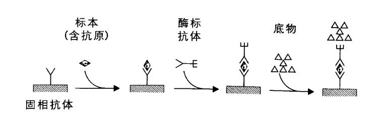 液相色谱仪检测器之化学发光检测器